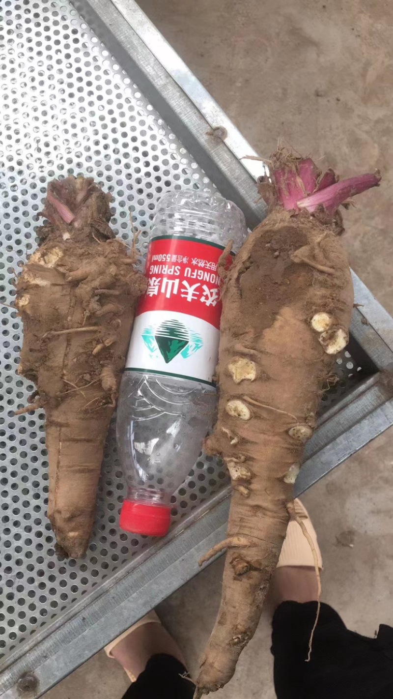 预购白芷500吨鲜货！