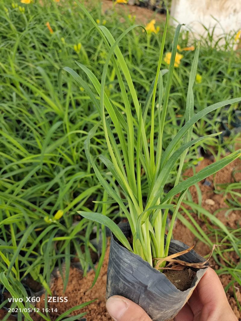 金娃娃萱草金娃娃萱草基地基地现货成活率高