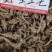 野生三七田七25头中药材批发零售田七三七