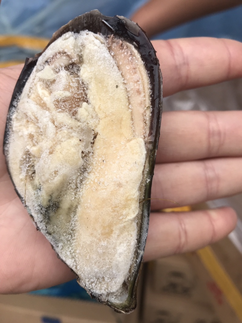 青口贝，去壳青口贝，烧烤好搭挡，质量非常肥