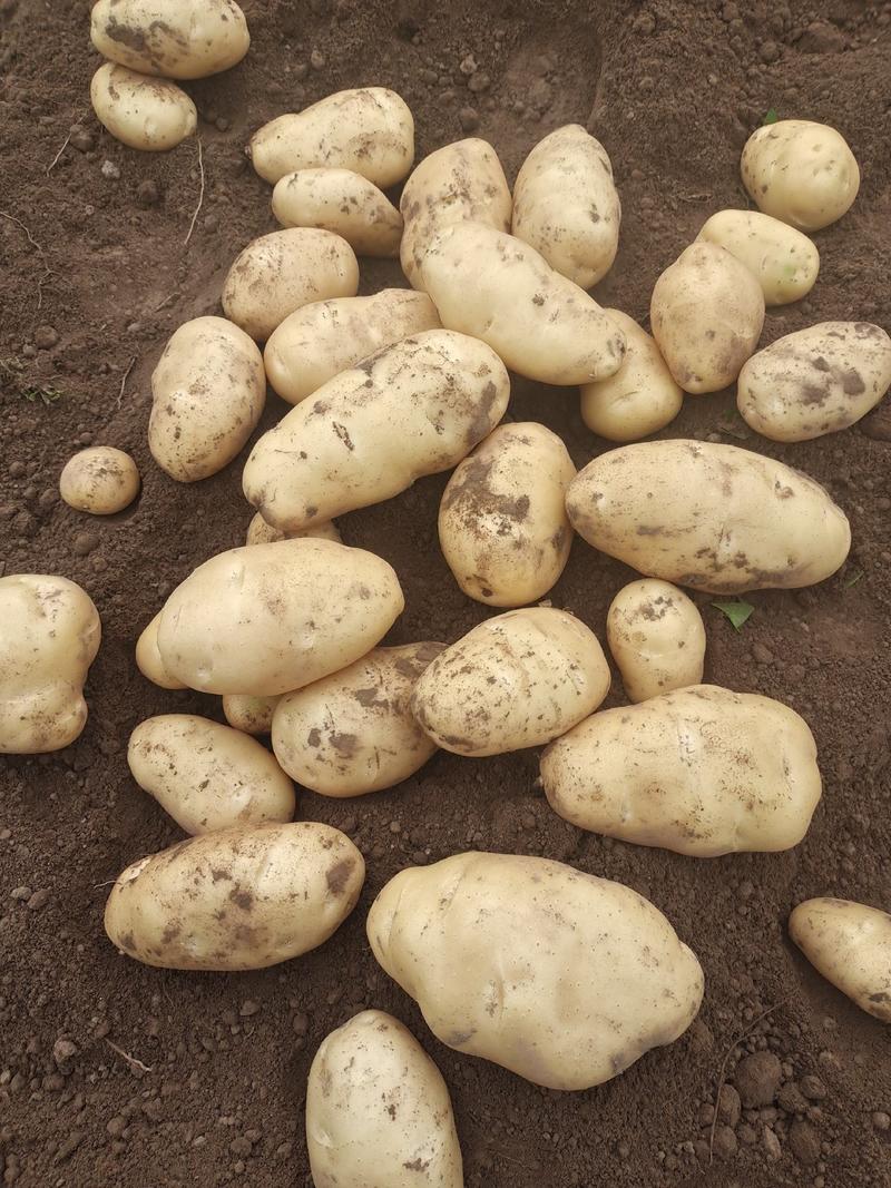大棚土豆露天土豆大面积种植个头大颜色亮口感也好薯型漂亮