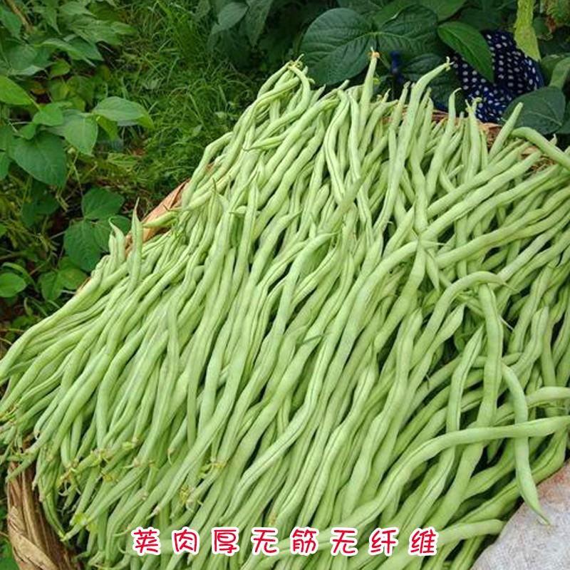 红籽无筋豆种子红无筋豆种子泰国无筋豆种子升级品种
