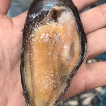 青口贝，去壳青口贝，烧烤好搭挡，质量非常肥