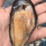 青口贝，去壳青口贝，烧烤好搭挡，质量非常肥