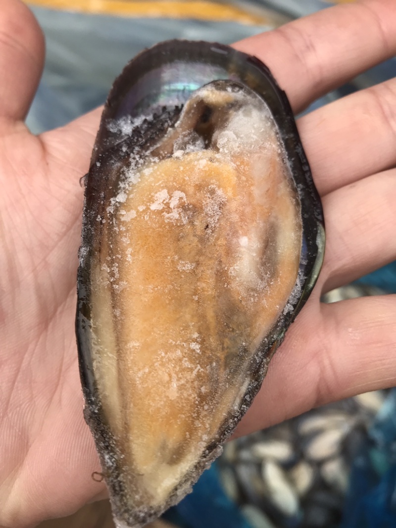青口贝，去壳青口贝，烧烤好搭挡，质量非常肥