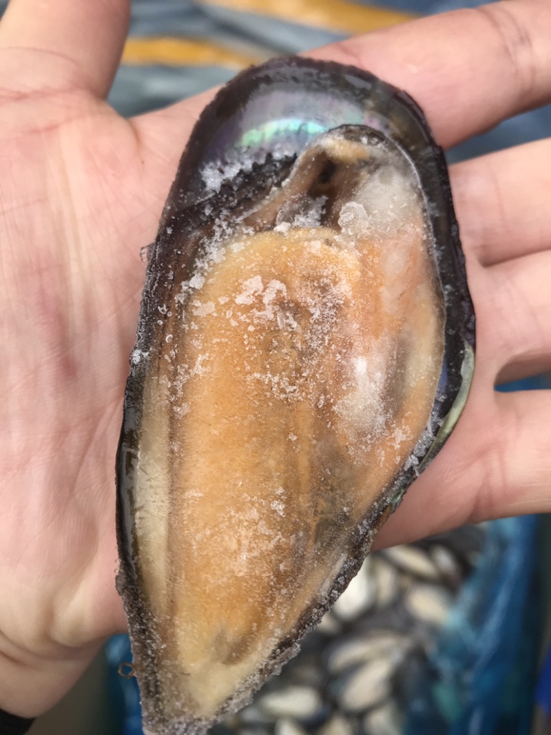 青口贝，去壳青口贝，烧烤好搭挡，质量非常肥