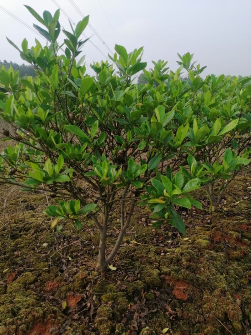 黄栀子树苗大量出售，有需要的联系