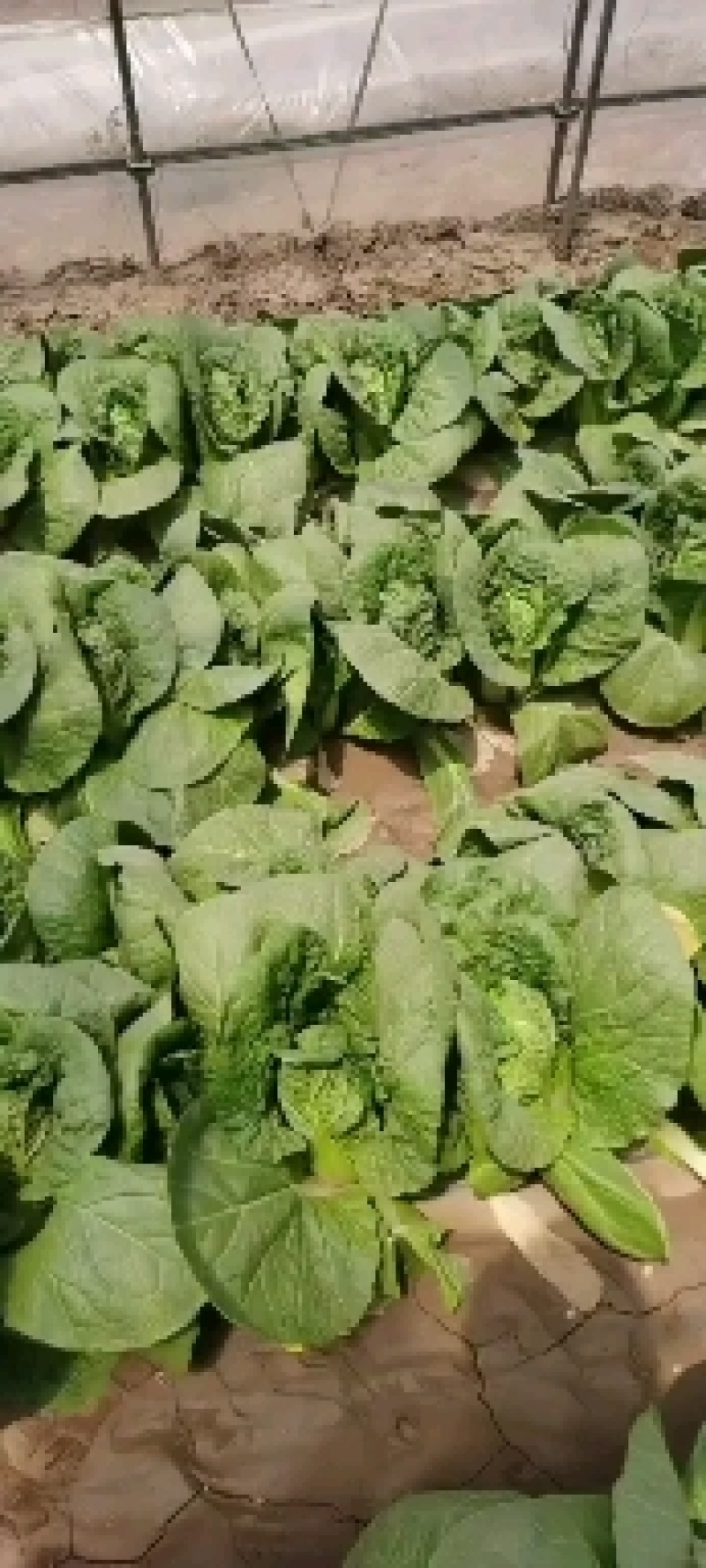 金品娃娃菜，以上市