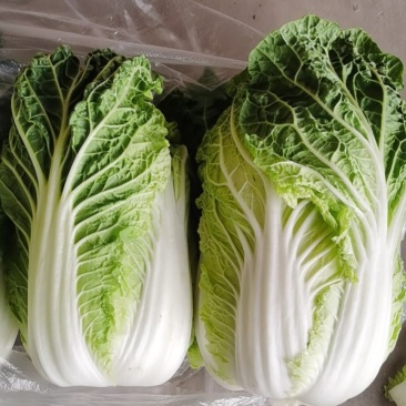 金品娃娃菜，以上市