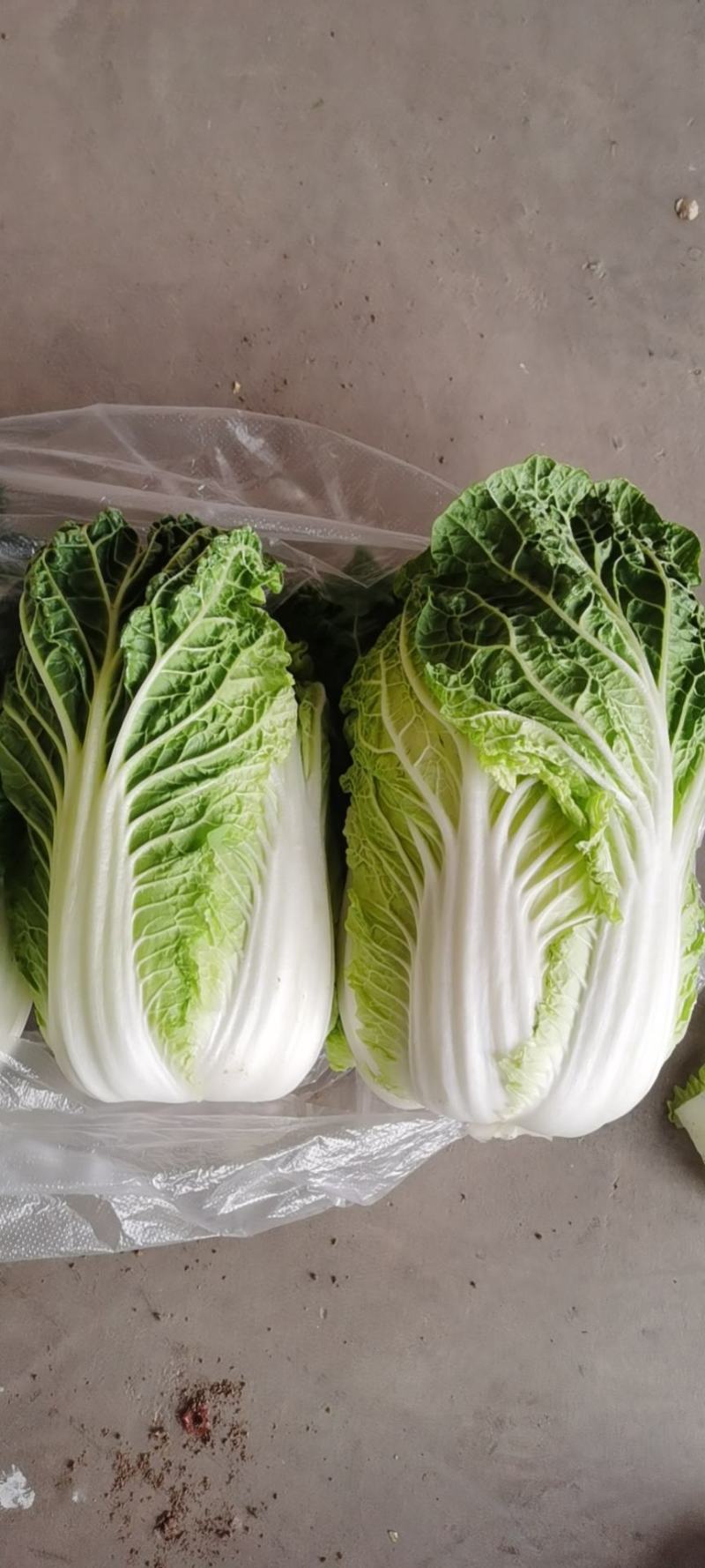 金品娃娃菜，以上市