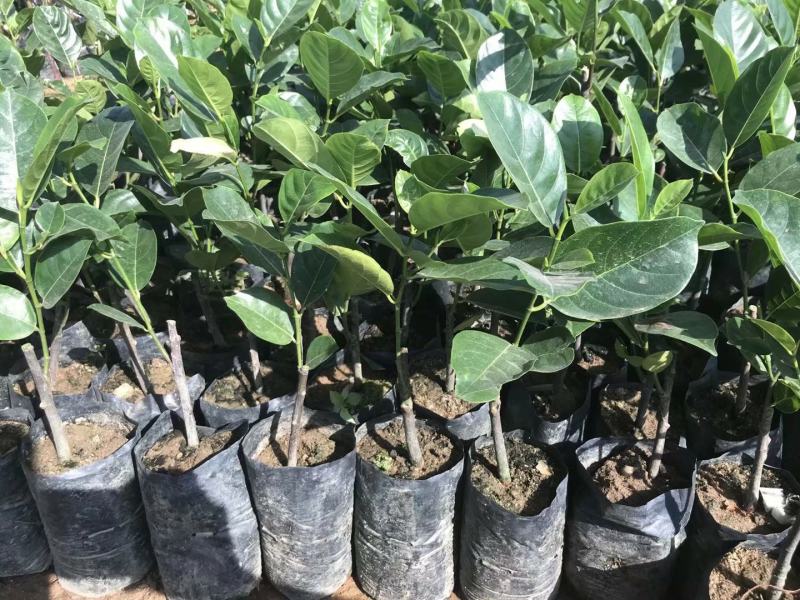 泰国8号12号红肉菠萝蜜苗正品菠萝蜜苗技术指导包邮