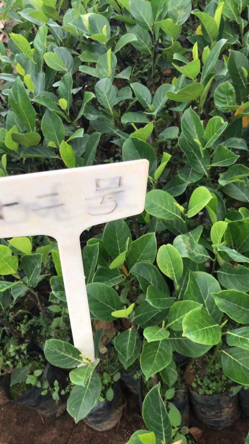 泰国8号12号红肉菠萝蜜苗正品菠萝蜜苗技术指导包邮