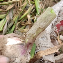 紫皮大蒜，大量上市，货源充足，个头均匀，颜色鲜艳代发全国