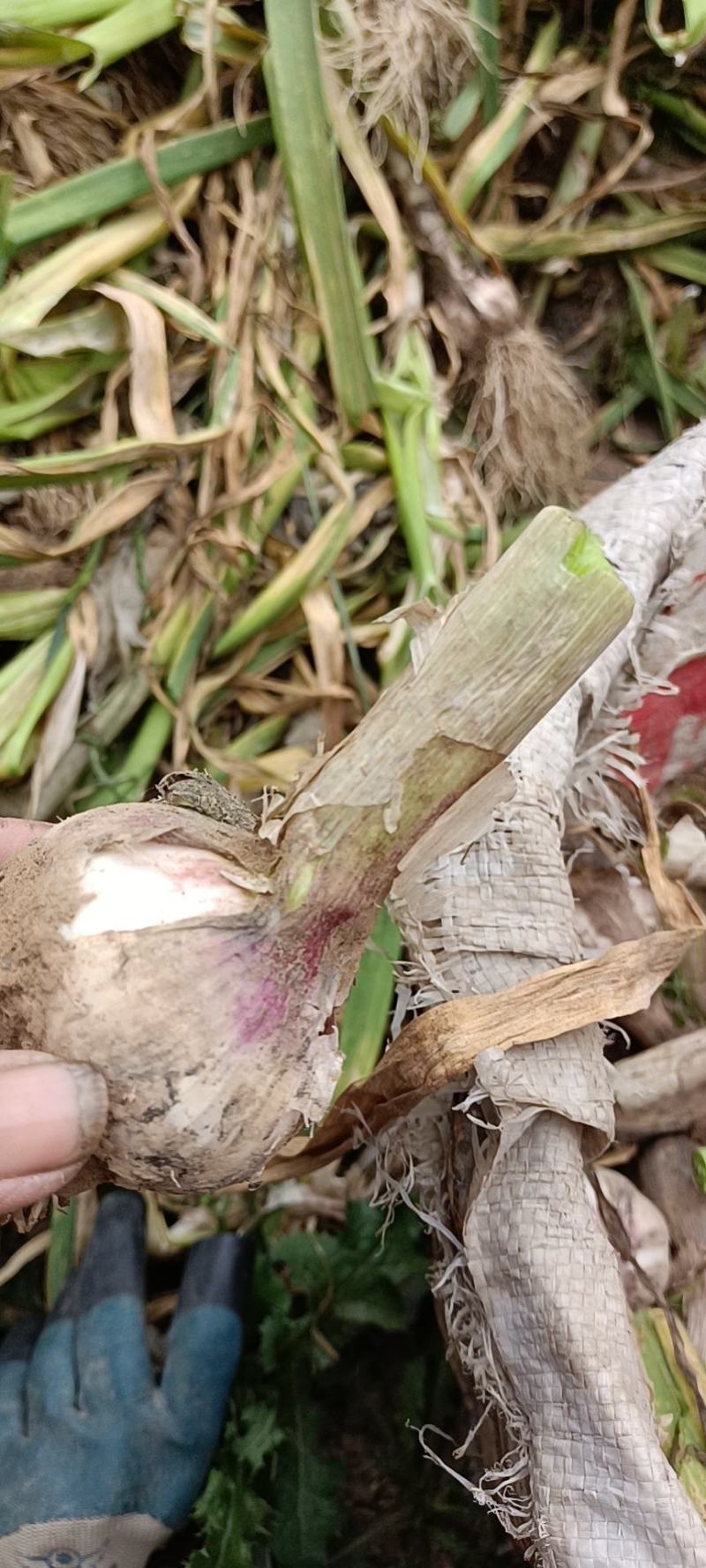 紫皮大蒜，大量上市，货源充足，个头均匀，颜色鲜艳代发全国