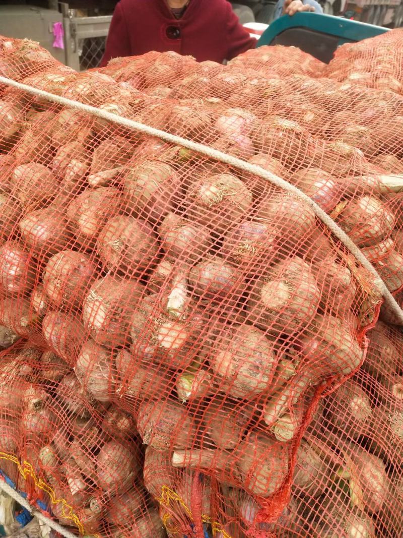 紫皮大蒜，大量上市，货源充足，个头均匀，颜色鲜艳代发全国