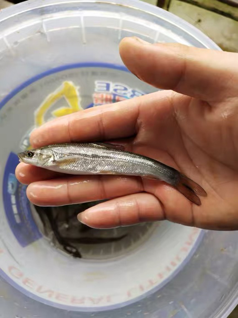 银鳕鱼苗基地直发送鱼到塘清理鱼塘提供技术包成活