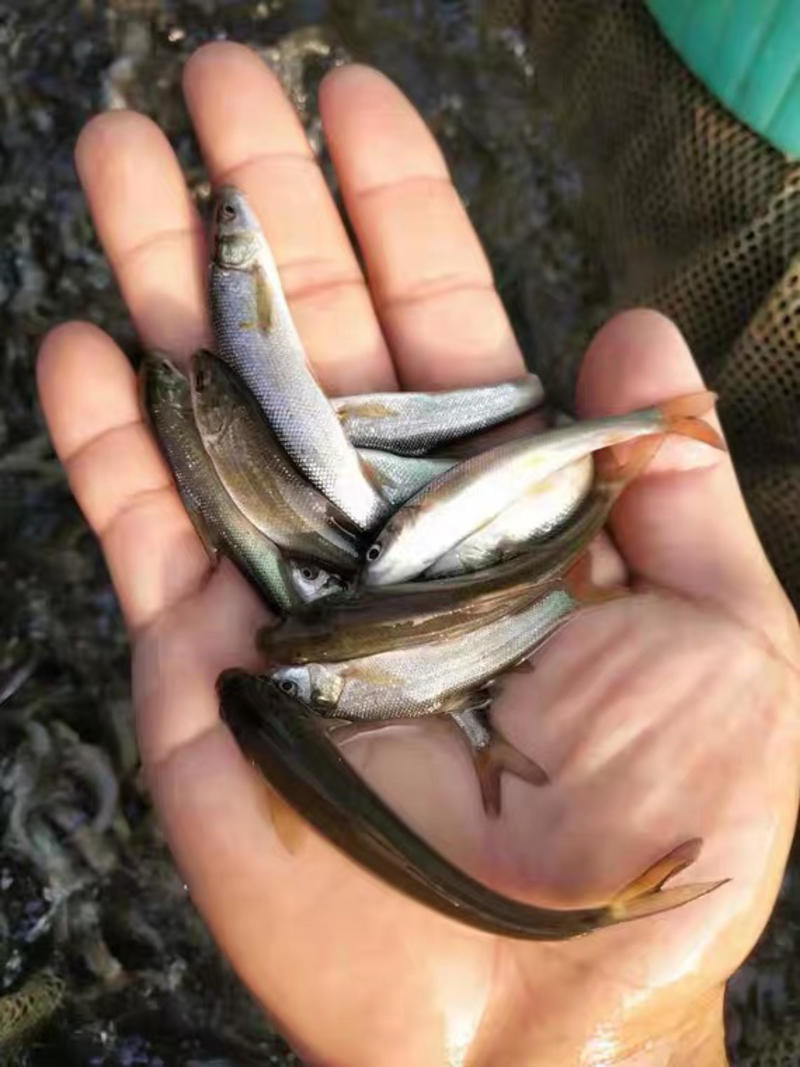 银鳕鱼苗基地直发送鱼到塘清理鱼塘提供技术包成活