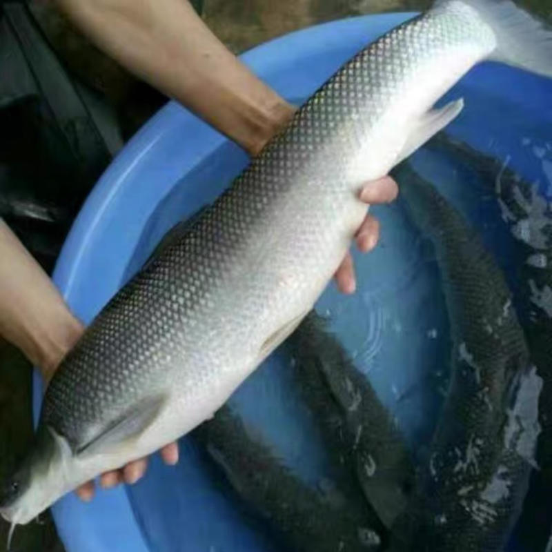 银鳕鱼苗基地直发送鱼到塘清理鱼塘提供技术包成活