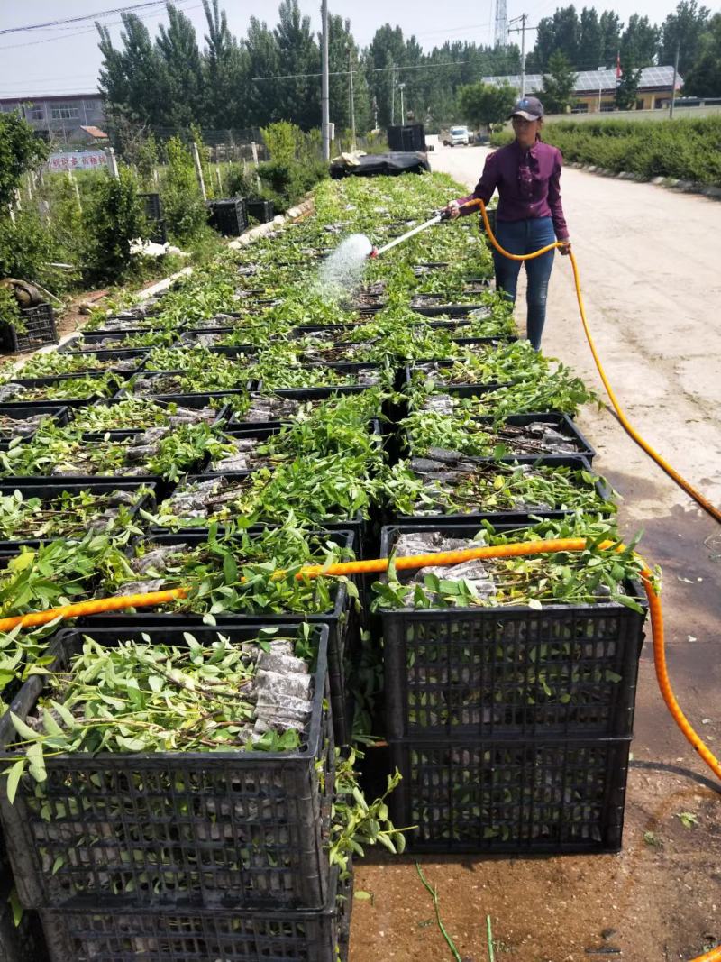 种苗产地直发～有需要的来单预定～常年供应