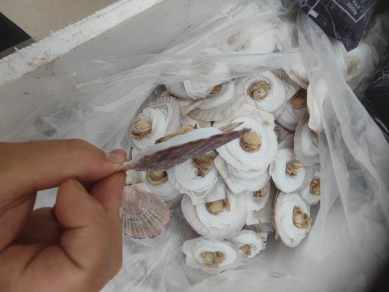扇贝粉丝，单冻，质量很好，欢迎老板前来洽谈