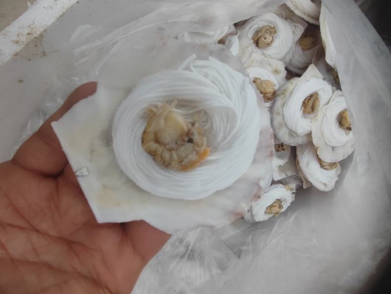 扇贝粉丝，单冻，质量很好，欢迎老板前来洽谈