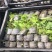 构树，杂交构树，泰安杂交构树，绿化苗。青藤农业