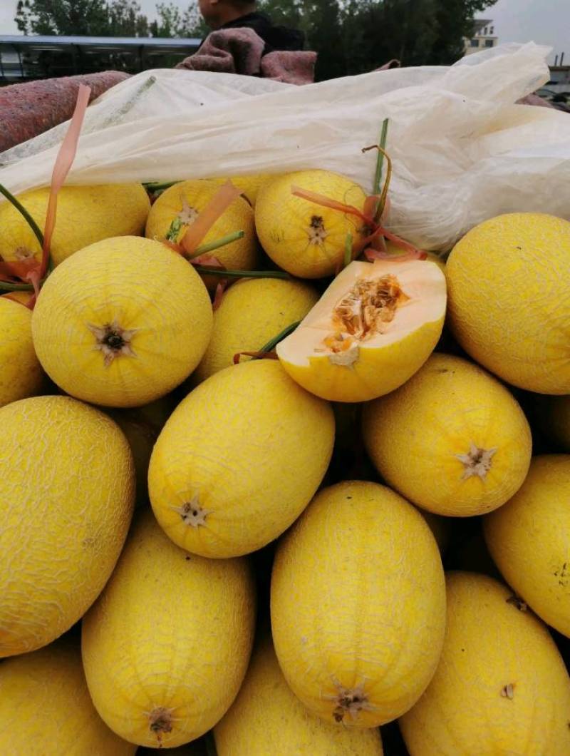 黄金密凤金6号黄金6号甜瓜，现摘现发口感脆甜量大从优