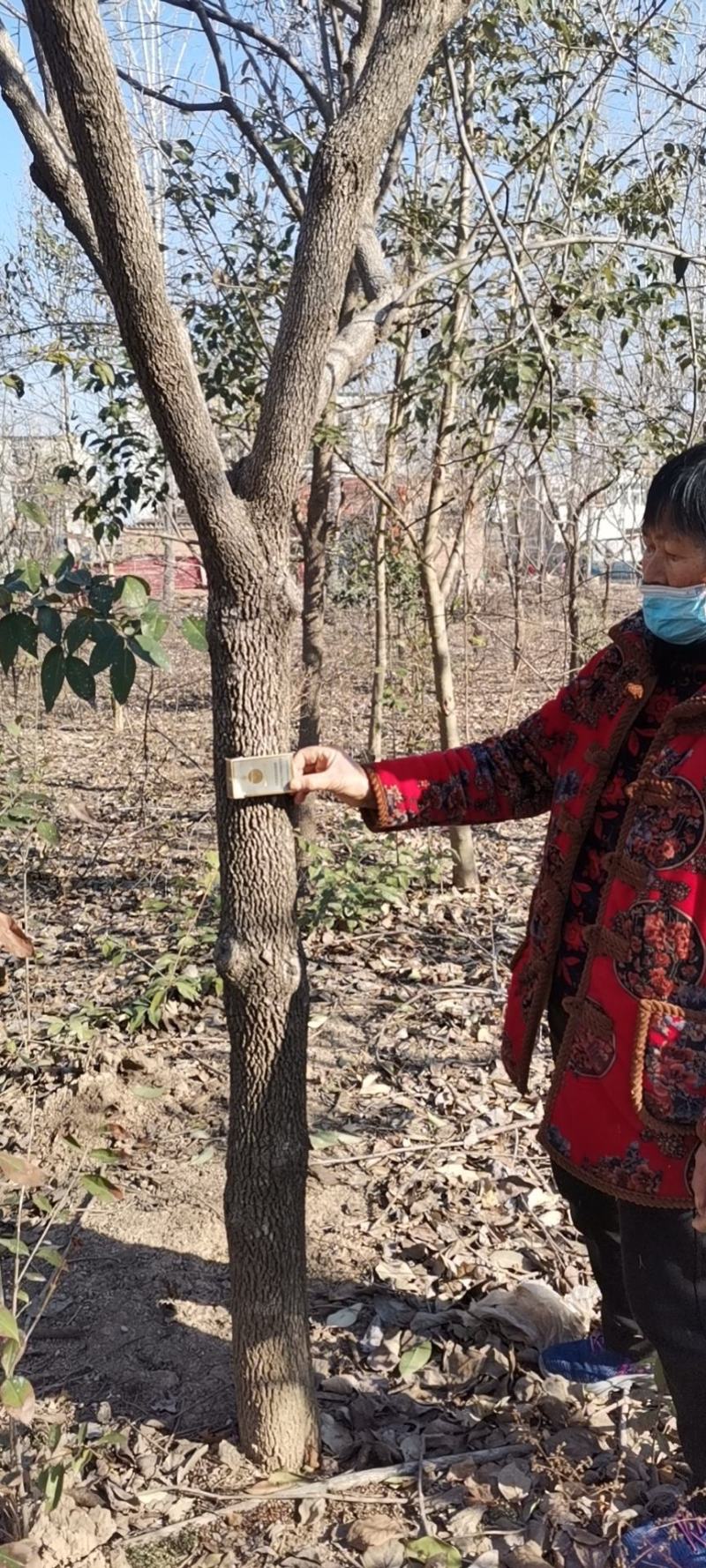 20年柿子树出售
