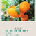 奥丰奥果美钾钾苹果桃子柑橘芒果增红膨大果实提质增产增甜