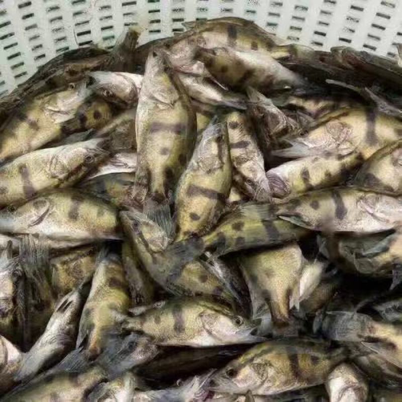 鳜鱼苗，可以视频选货、一亩田交易、提供技术