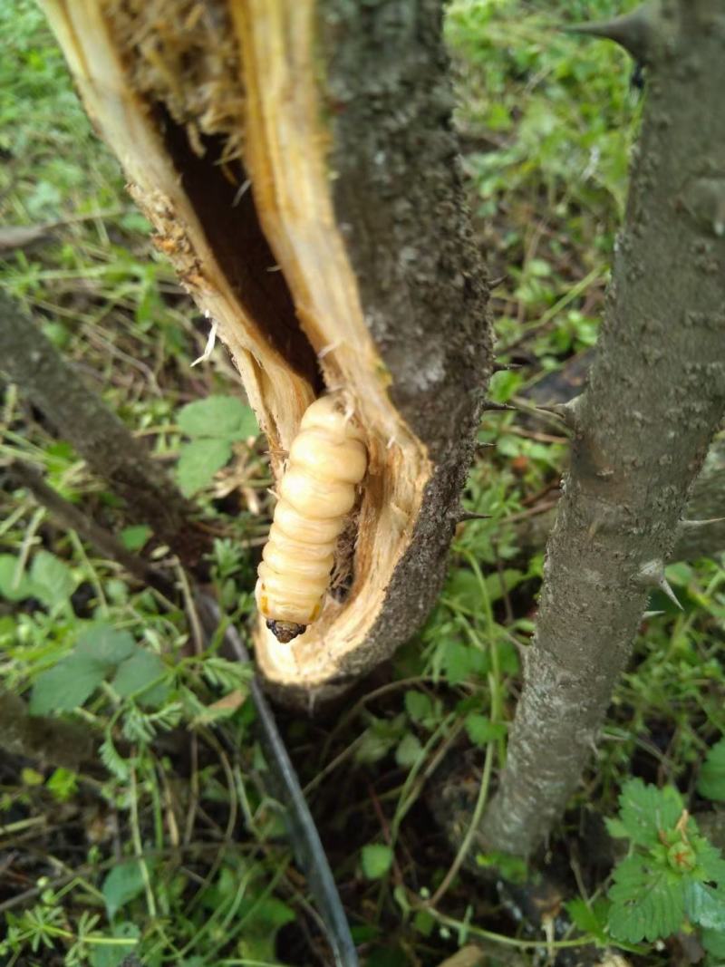 斗米虫（野生，带枝，正宗，现劈）