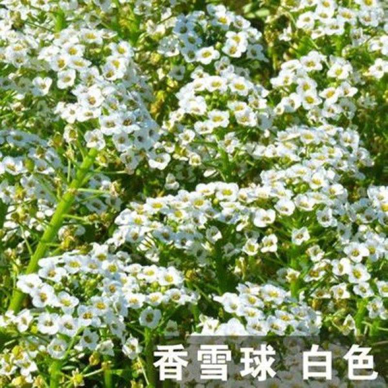 香雪球种子四季播种开花耐寒室内外阳台盆栽冬季易活花卉种子