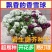 香雪球种子四季播种开花耐寒室内外阳台盆栽冬季易活花卉种子