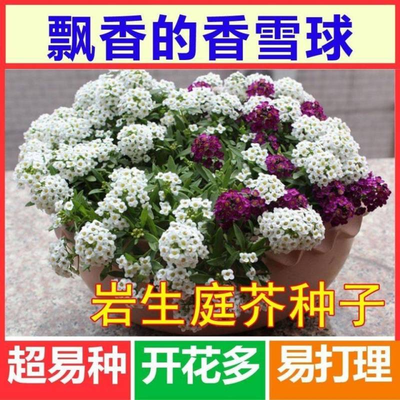 香雪球种子四季播种开花耐寒室内外阳台盆栽冬季易活花卉种子
