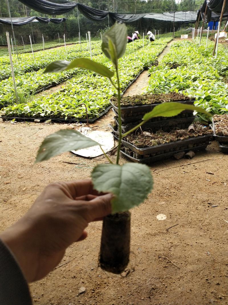 广西五指毛桃苗基质杯、红泥杯根部发达、种植不缓苗成活率高