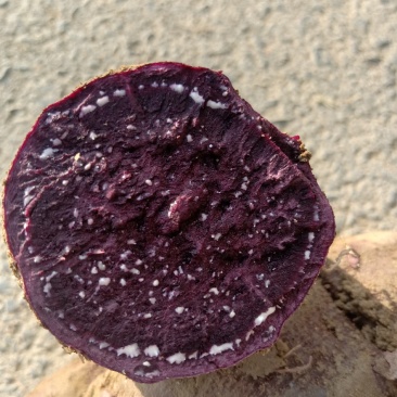 基地直供济黑一，济黑2，凌紫等紫薯加工薯要的电话联系