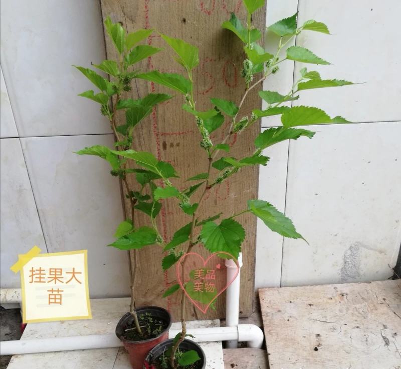 桑树苗黑美人新品种桑葚果树苗