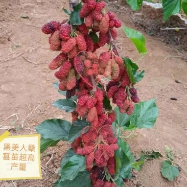 桑树苗黑美人新品种桑葚果树苗