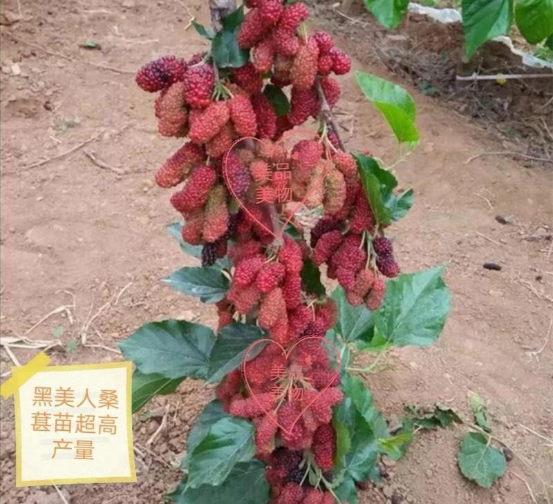 桑树苗黑美人新品种桑葚果树苗