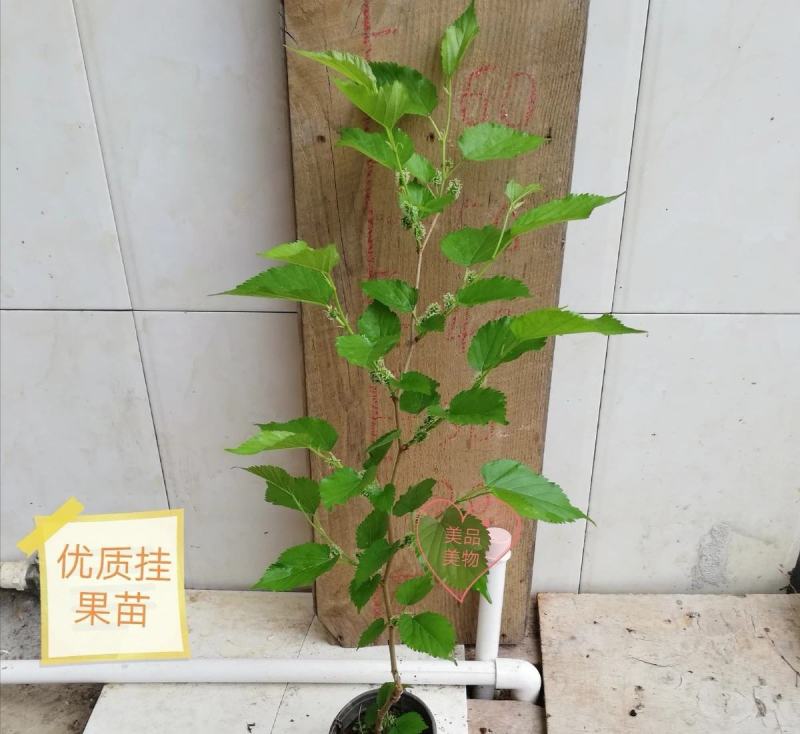 桑树苗黑美人新品种桑葚果树苗