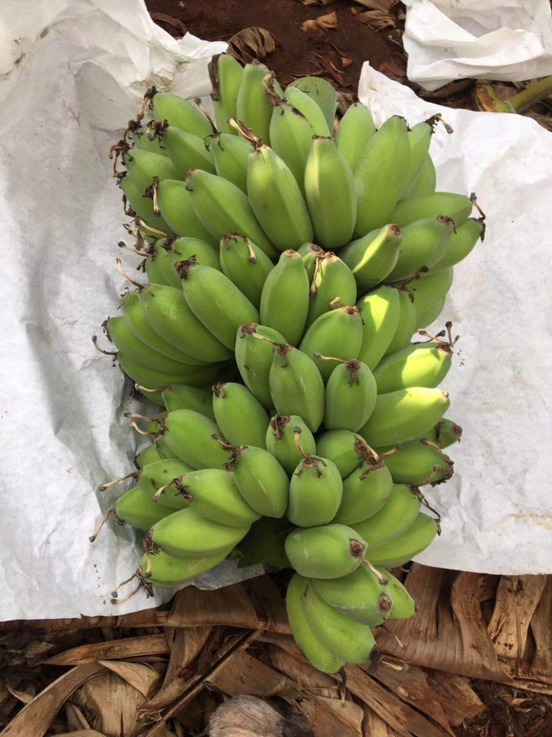 苹果蕉
