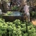 苹果蕉