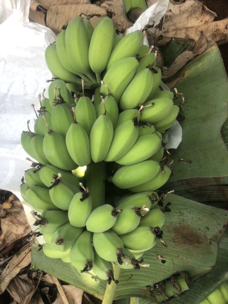 苹果蕉