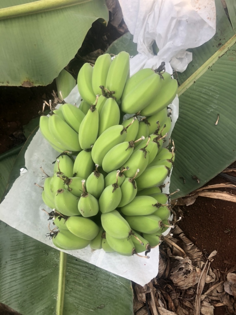苹果蕉