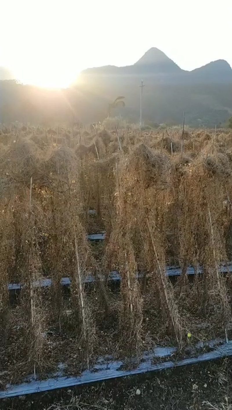 韶关枫湾特产养肝草，丝线根龙须草，号称〈小人参〉一扎十把