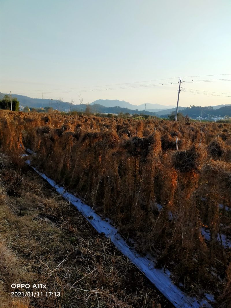 韶关枫湾特产养肝草，丝线根龙须草，号称〈小人参〉一扎十把