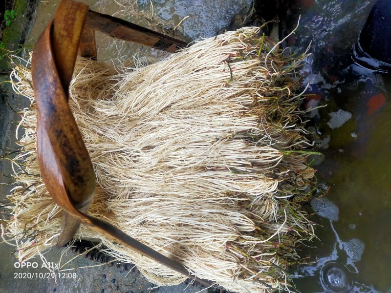 韶关枫湾特产养肝草，丝线根龙须草，号称〈小人参〉一扎十把