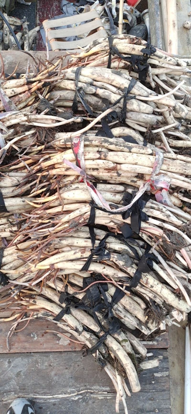 野生荷花苗大中小型荷花古代红莲碗莲签合同保成活