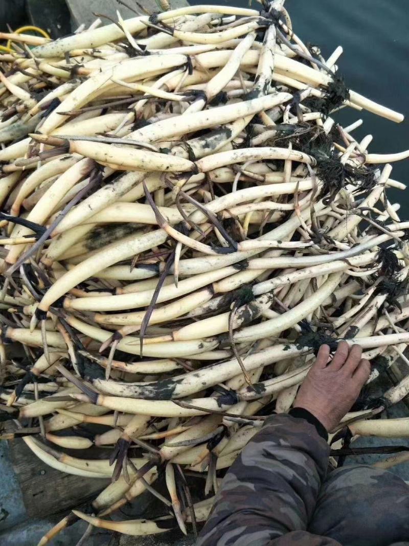 野生荷花苗大中小型荷花古代红莲碗莲签合同保成活