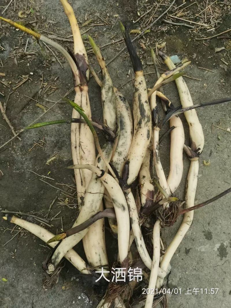 精品荷花品种荷花多种花型多种花色水景绿化专用